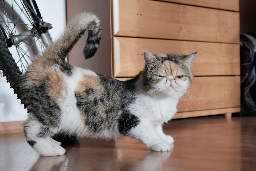 Cats Periods: Hormones, Behavior & You