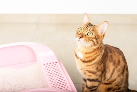 cats periods