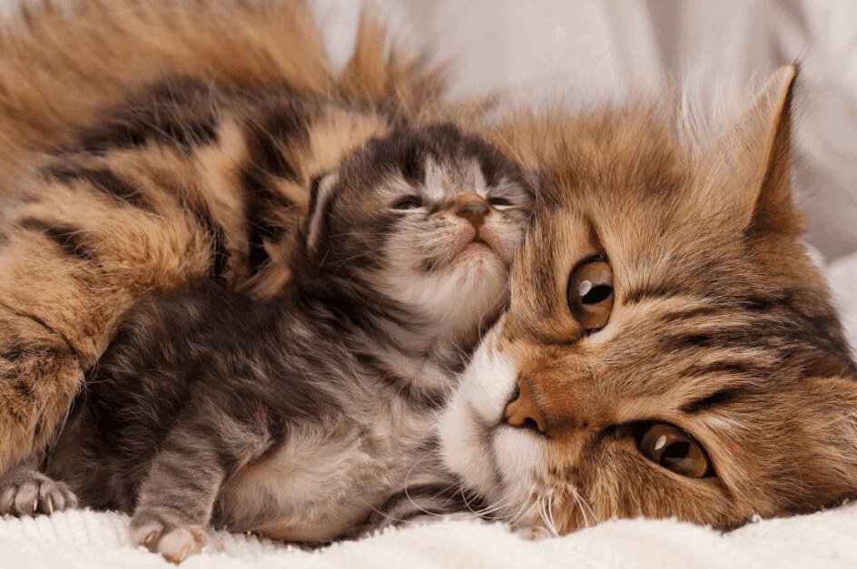 cats periods